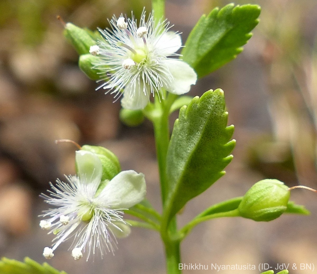 Scoparia dulcis L.